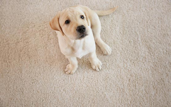 dog stain on the carpet