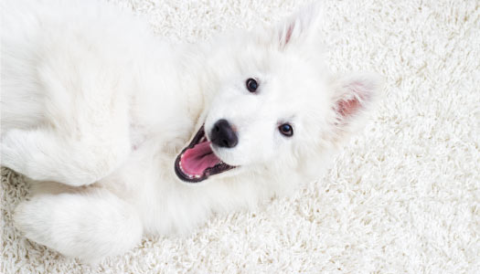 Happy white dog on carpet