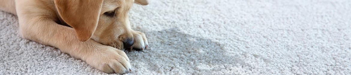 Carpet Odor Removal in Durango and Pagosa Springs