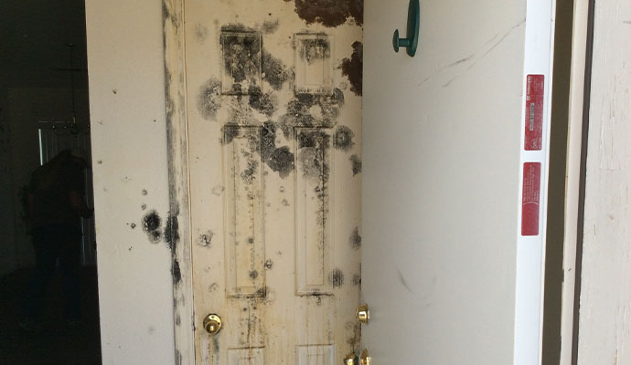 Mold Remediation