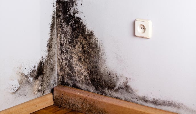 Black mold growth at the corner wall of the house