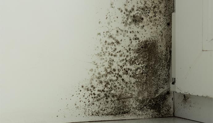 Black mold growth on room corner