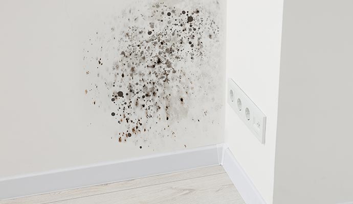Mold damaged wall
