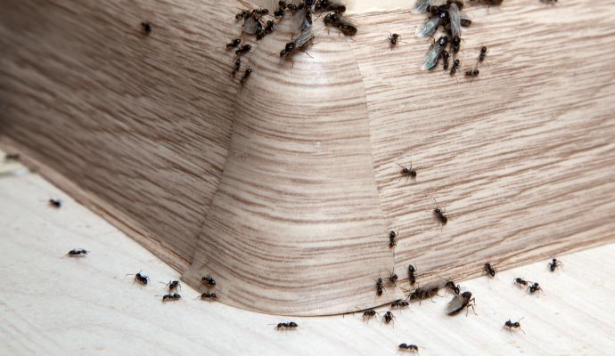 Ants crawling in the kitchen