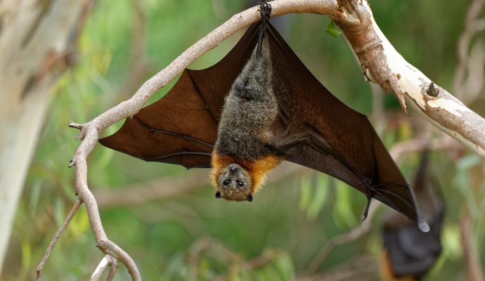 Bat guano cleanup