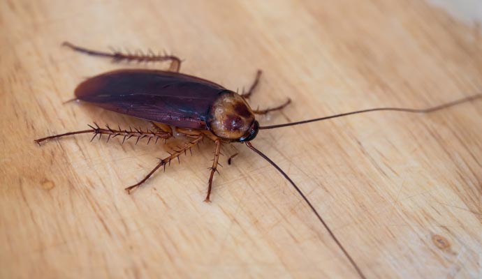 Cockroaches in a home