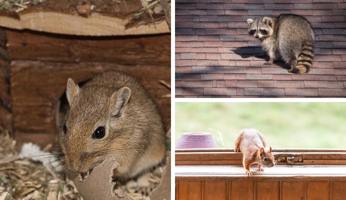 Common household wildlife pests Common household wildlife pests