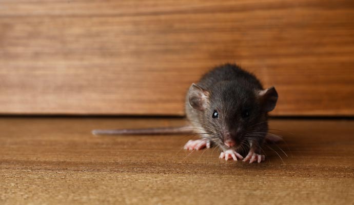 Close-up of mice in a home infestation