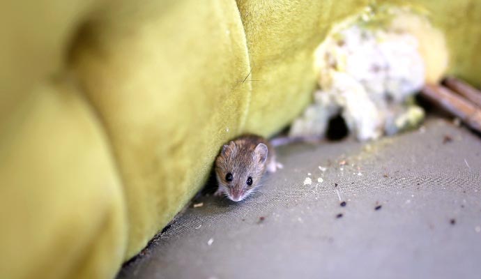 Damage caused by mice including chewed materials, and nesting debris