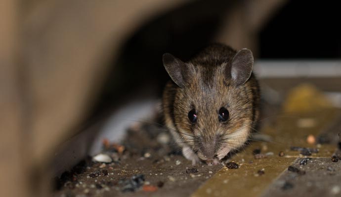 Mice in house