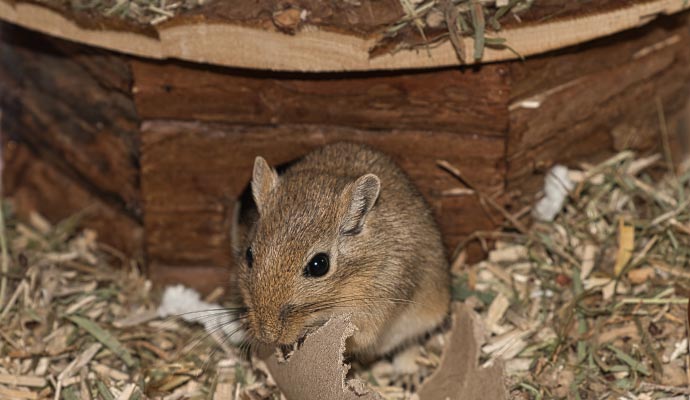 Mice Infestation Cleanup Service in Durango & Pagosa Springs