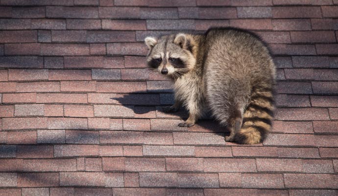 Raccoon hiding in residential attic space