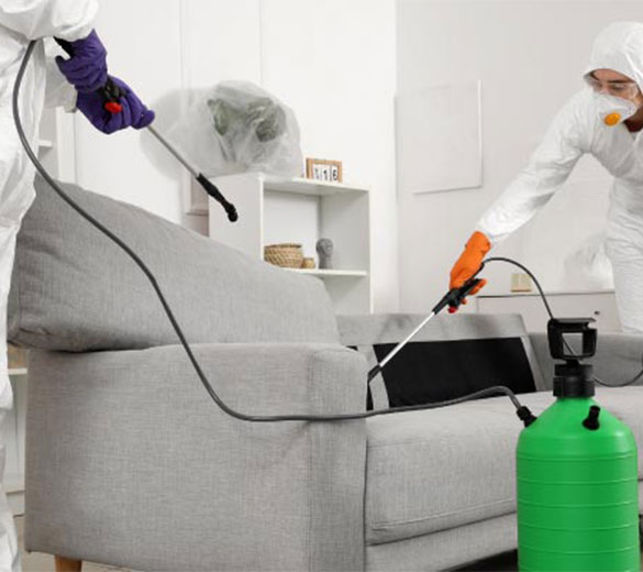 Professional rat infestation cleanup team serving Colorado and New Mexico homes