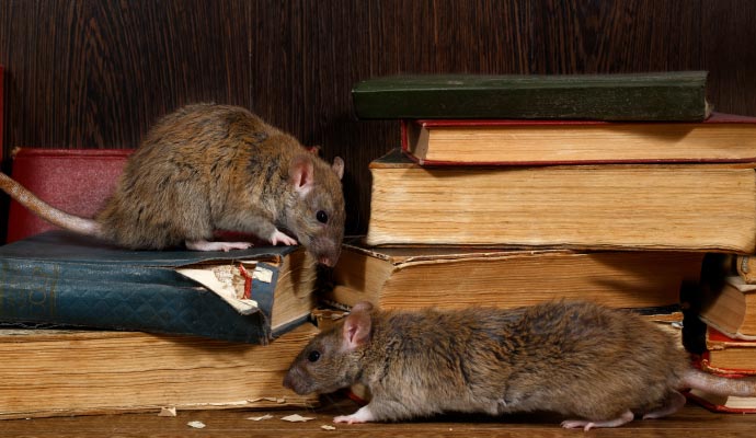 Rat infestation damage cleanup service in a residential property