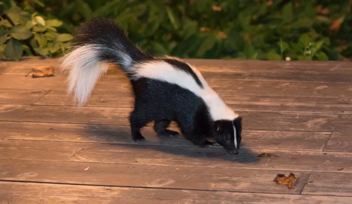 Skunks