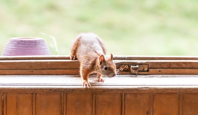 Squirrel on the window