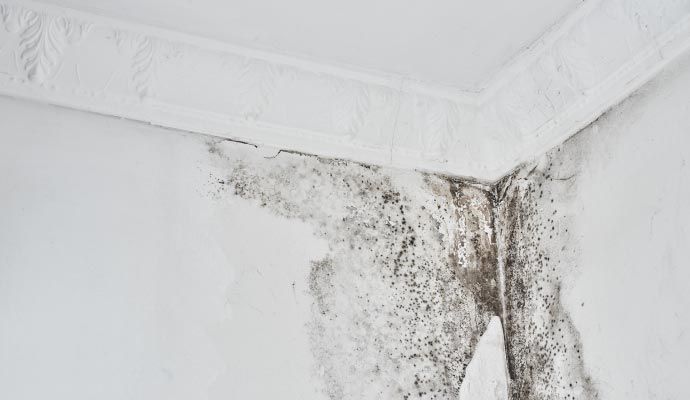 Visible mold growth on the corner of the wall