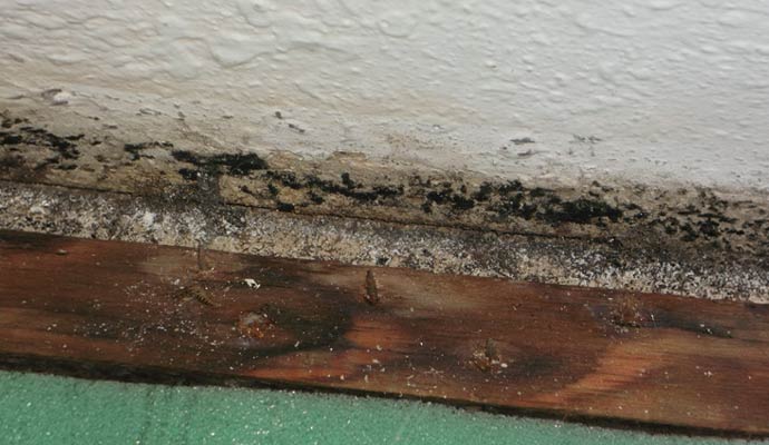 Black mold growth on baseboard and wall