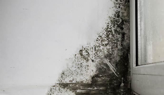 Black mold on the wall
