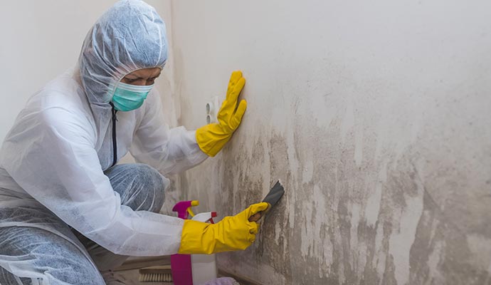 Mold remediation