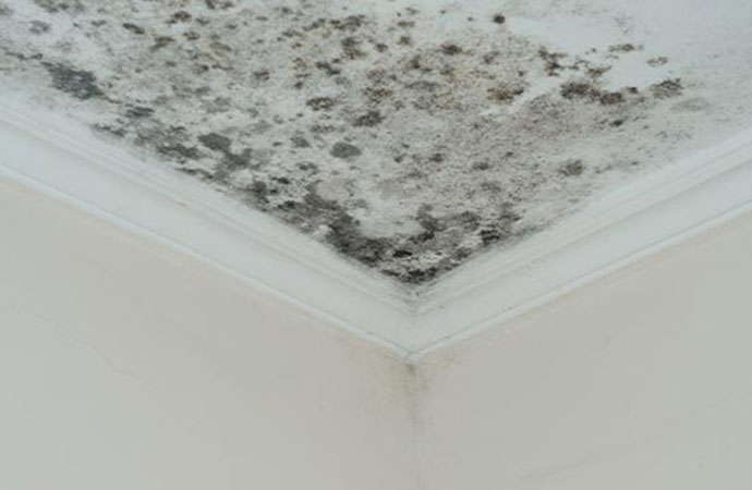 white close up ceiling mold effect